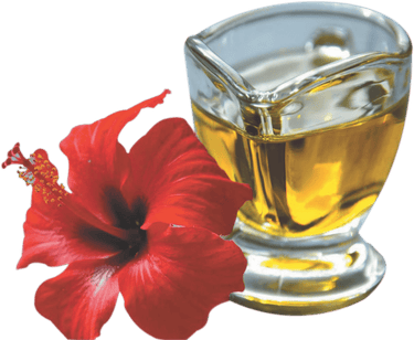 https://cdn.shopify.com/s/files/1/1857/6931/products/hibiscusoilimg1.png?v=1752770395